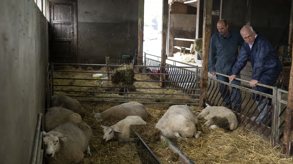 Zuid-Afrikaans vaccin tegen schapenziekte blauwtong definitief afgekeurd