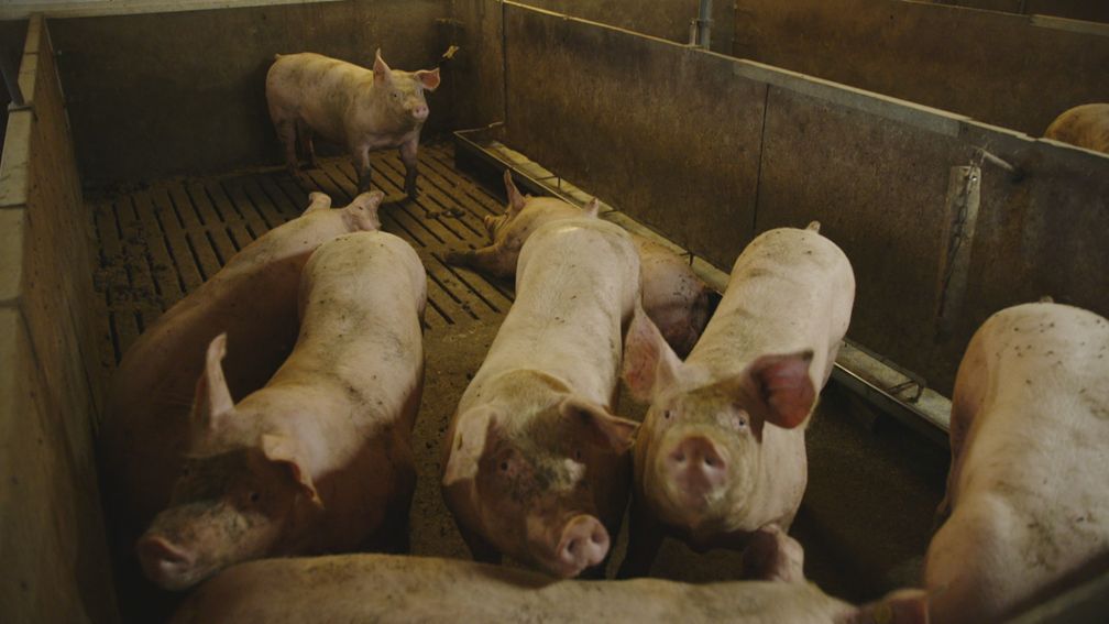 Hof: twee omwonenden van grote stallen onvoldoende beschermd tegen stank