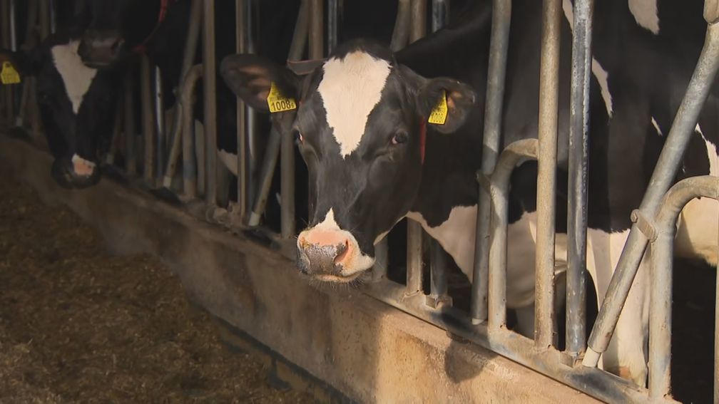 NSC neemt voorschot op plannen minister voor de veehouderij