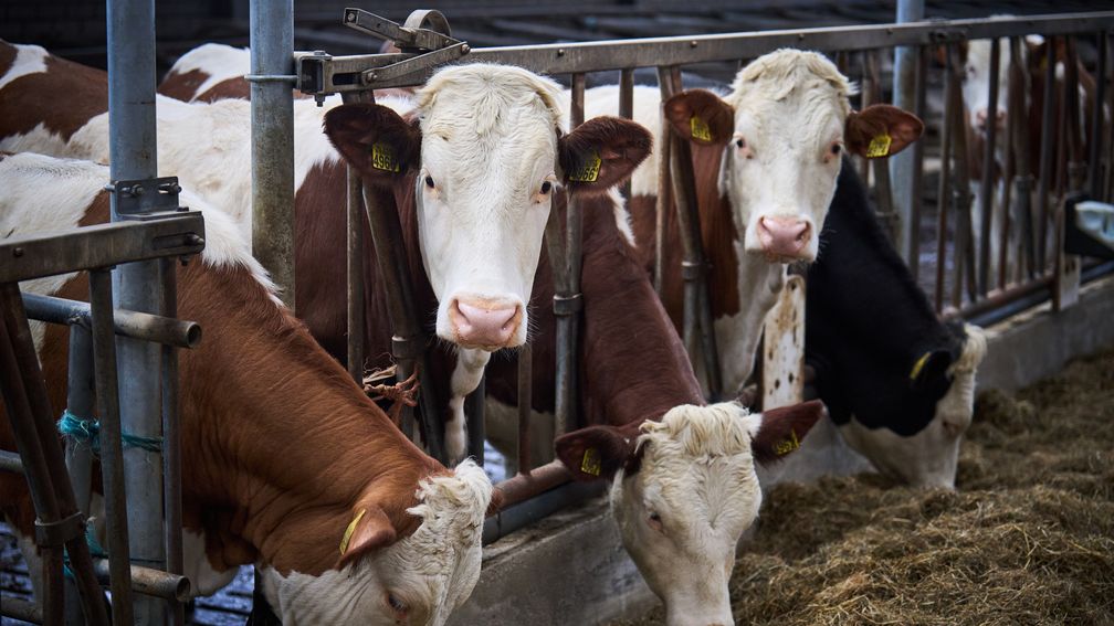 Uitblijven stikstofbeleid kost Nederlandse economie tientallen miljarden
