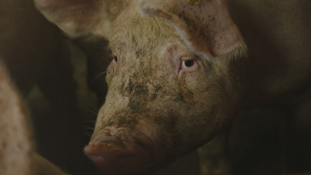 Wiersma streeft na druk toch op stroomstootverbod op 1 januari