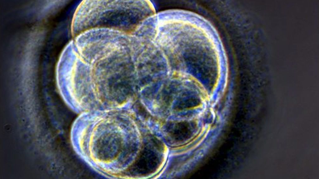 Tweede Kamer stemt in met kweek van menselijke embryo’s voor onderzoek