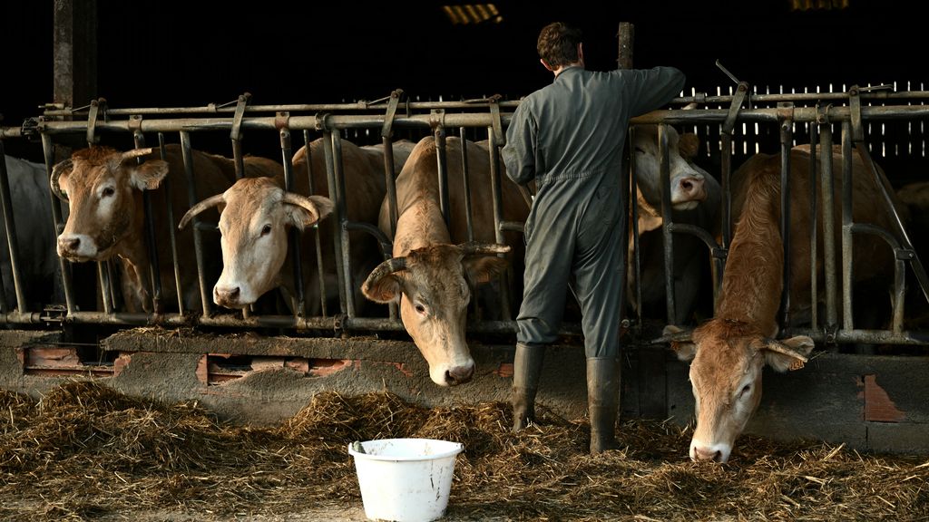 Uitkoopregeling boeren had 1,5 miljard goedkoper gekund