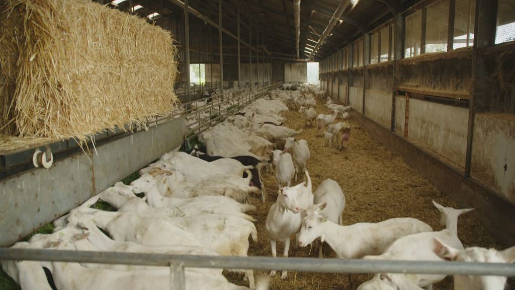 Kamer voor afstand tussen nieuwbouw en geiten, vraagt kabinet vaart te maken