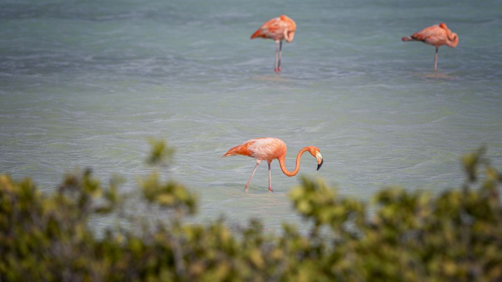 Staat in beroep tegen klimaat-uitspraak Bonaire